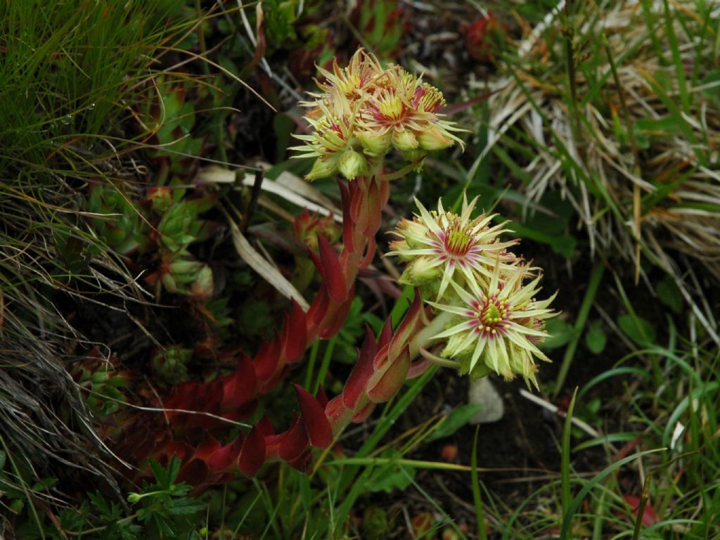 Sempervivum wulfenii / Semprevivo di Wulfen